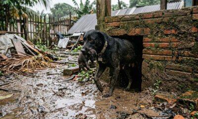Cadela enfrenta prédio inundado e rasteja por espaço apertado para salvar seus 7 filhotes presos