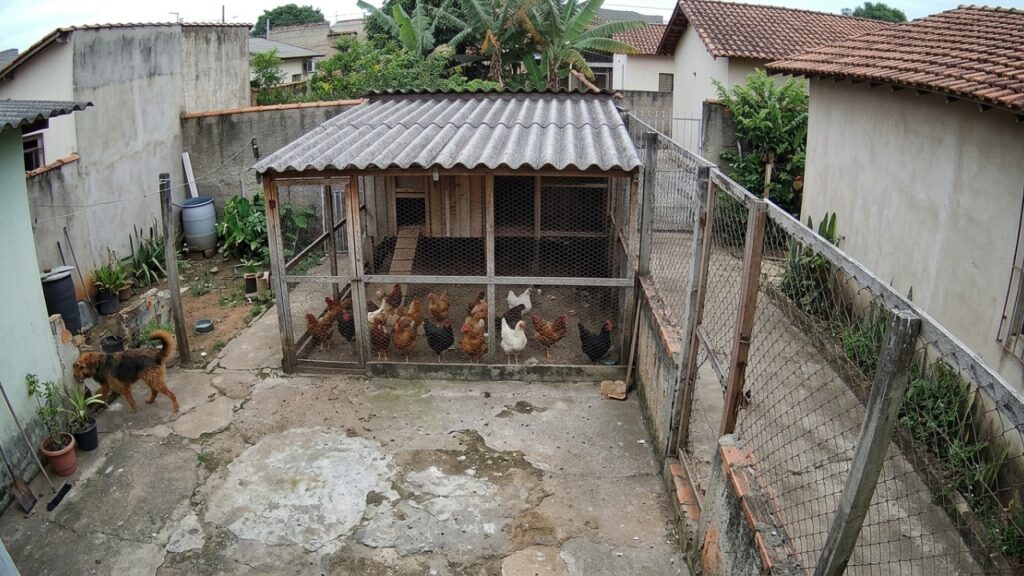 Cachorro do vizinho invade o quintal e mata 12 galinhas, tutor diz que ‘animal não entende de muro’ e recebe cobrança pelo prejuízo