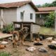Cachorro do vizinho invade o quintal e mata 12 galinhas, tutor diz que ‘animal não entende de muro’ e recebe cobrança pelo prejuízo