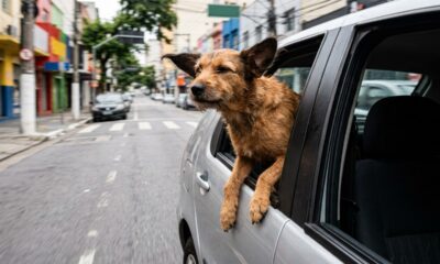 Cachorro coloca metade do corpo para fora da janela durante passeio, mas hábito rende R$ 195,23 e 5 pontos ao motorista