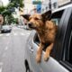 Cachorro coloca metade do corpo para fora da janela durante passeio, mas hábito rende R$ 195,23 e 5 pontos ao motorista