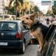 Tutor abre totalmente a janela para cachorro aproveitar o passeio, animal projeta patas para fora e situação muda de infração média para grave