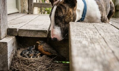 Cachorro não para de encarar um ponto na varanda e dono descobre o motivo por trás do comportamento estranho