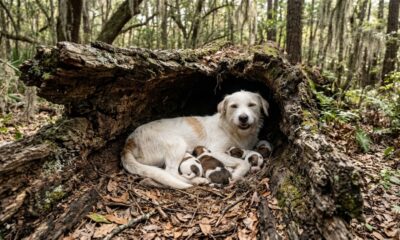 Cachorra sorridente aparece dentro de árvore caída e surpreende ao revelar que escondia uma ninhada inteira de filhotes