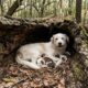 Cachorra sorridente aparece dentro de árvore caída e surpreende ao revelar que escondia uma ninhada inteira de filhotes