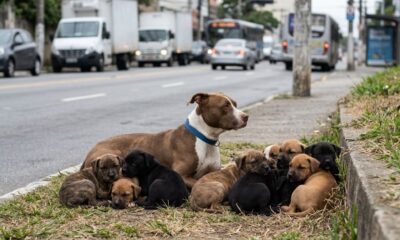 Resgatista encontra cadela pit bull com 9 filhotes perto de trânsito intenso e inicia missão para salvar toda a família