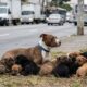 Resgatista encontra cadela pit bull com 9 filhotes perto de trânsito intenso e inicia missão para salvar toda a família