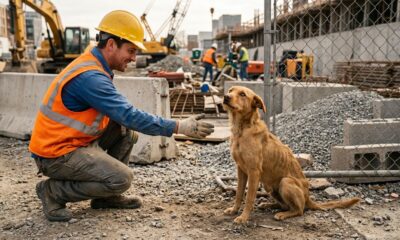 Cão de rua ganha uma segunda chance após encontro com operário da construção civil