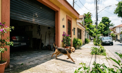 Cachorro foge por portão aberto, morde pedestre na rua e dono é condenado a pagar indenização de R$ 12 mil por omissão de cautela