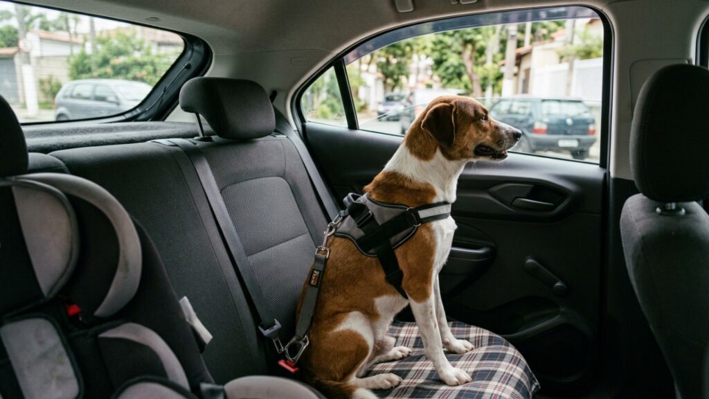 Tutor abre totalmente a janela para cachorro aproveitar o passeio, animal projeta patas para fora e situação muda de infração média para grave