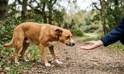 Resgatistas passam três dias tentando salvar cachorro aterrorizado que foge toda vez que alguém se aproxima