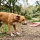 Resgatistas passam três dias tentando salvar cachorro aterrorizado que foge toda vez que alguém se aproxima