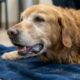Cachorro ofegante sem estar com calor: o que esse sinal pode indicar e quando merece atenção do tutor