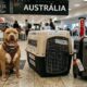 Mulher toma decisão radical e se muda 14.500 km para permanecer com o cão que ama