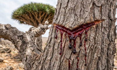 A árvore alienígena que sangra: se você fizer um corte superficial no tronco dela, escorre uma seiva grossa e vermelha idêntica a sangue humano