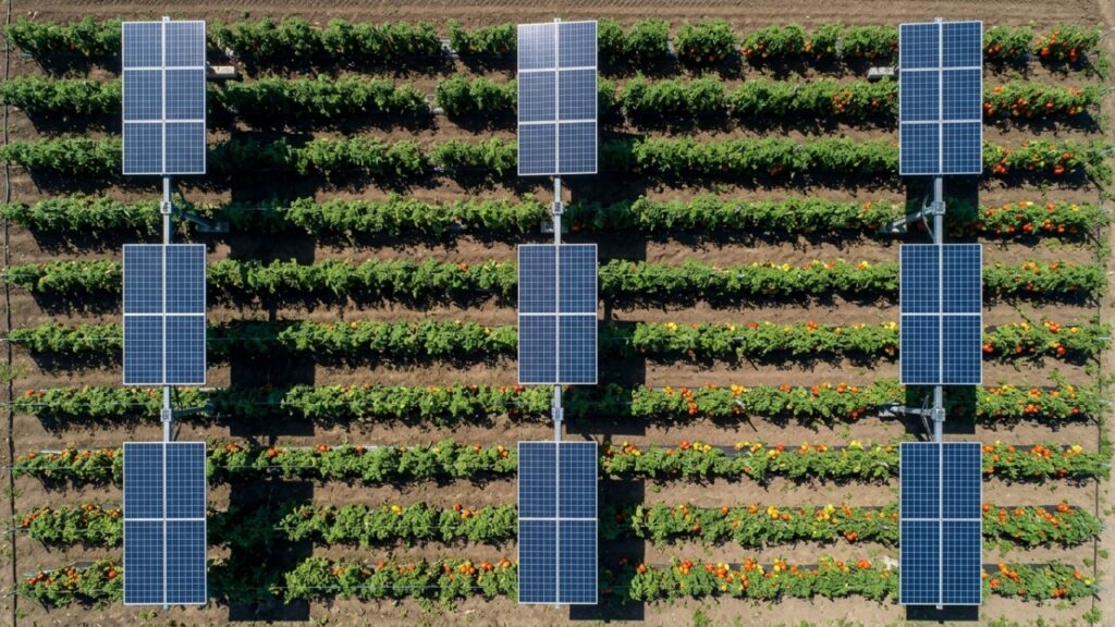 Em 2022 e 2023, universidade cultivou tomates entre 24 painéis solares móveis, mas as fileiras que receberam mais sombra tiveram queda de até 57% na produção de frutos