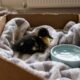 Ele encontrou um filhote de pato sozinho sob um calor sufocante, salvou sua vida e seus cães imediatamente o receberam como parte da família