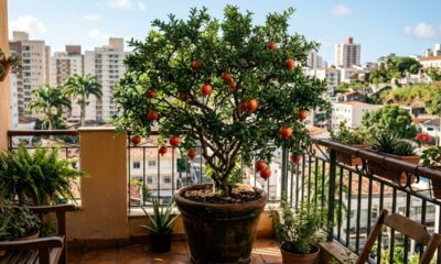 Nem limoeiro, nem mangueira: esta árvore frutífera cabe em quintais pequenos, resiste ao calor e não costuma danificar o piso