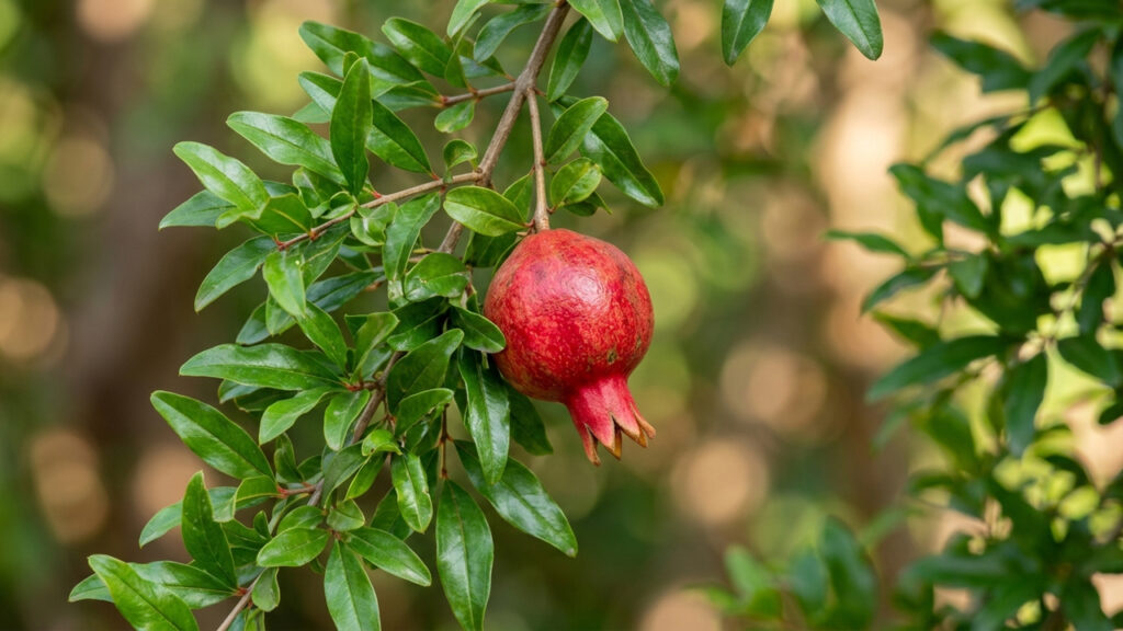 Essa árvore frutífera compacta é ideal para pequenos pátios: ela produz frutos o ano todo em vasos médios e quase não exige manutenção