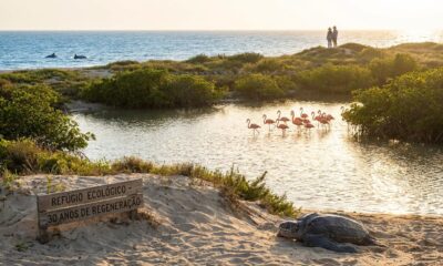 Um casal mexicano comprou uma fazenda de coqueiros falida há 30 anos: o terreno baldio de 140 hectares agora é um refúgio para tartarugas, golfinhos e flamingos