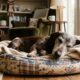 Mulher transforma a vida de mais de 40 dachshunds idosos após criador desistir dos cães e ajuda todos a encontrarem novos lares