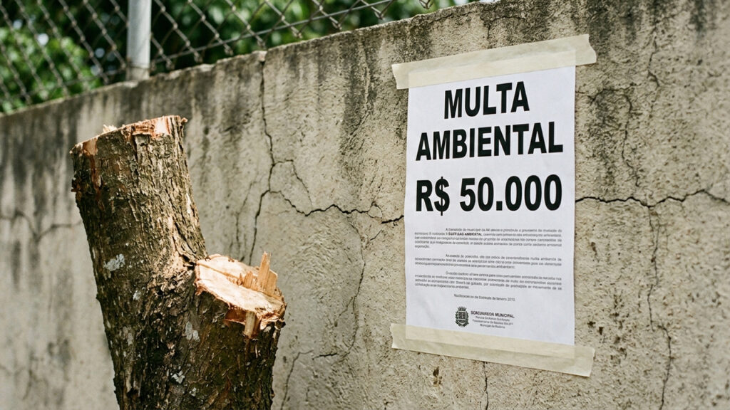 Dono de terreno corta árvore centenária que quebrava seu muro, prefeitura descobre a ação e aplica multa ambiental pesada de R$ 50 mil
