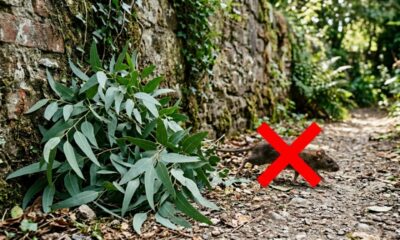 Nem veneno pesado nem armadilha cara: essa planta aromática pode ajudar a manter ratos longe da casa de forma natural e ainda deixar o jardim mais bonito