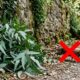 Nem veneno pesado nem armadilha cara: essa planta aromática pode ajudar a manter ratos longe da casa de forma natural e ainda deixar o jardim mais bonito
