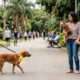 Fita amarela na coleira do cachorro: entenda o significado desse sinal e como agir ao encontrar um animal usando