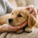 A psicologia aponta que sentir vontade de apertar um animal extremamente fofo não significa querer machucá-lo, mas pode ser uma resposta à intensidade da emoção positiva