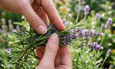Criar um jardim sensorial em casa: conheça as três plantas com texturas e cheiros projetadas para reduzir crises de ansiedade apenas ao tocá-las