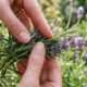 Criar um jardim sensorial em casa: conheça as três plantas com texturas e cheiros projetadas para reduzir crises de ansiedade apenas ao tocá-las