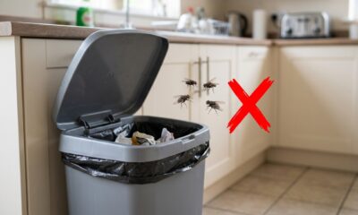 Como afastar moscas da sua casa, segundo um especialista em controle de pragas