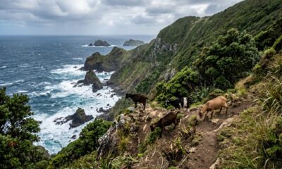 Em 1889, soltaram apenas 4 cabras em uma ilha perto da Nova Zelândia para servir de alimento em emergências, mas menos de 60 anos depois, centenas de animais precisaram ser retirados após grandes danos ambientais