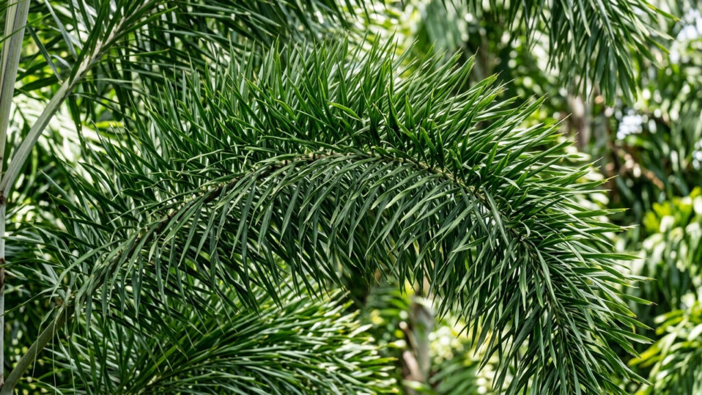 Essa palmeira de crescimento rápido é queridinha em condomínios de luxo: de visual imponente, sua copa verde parece um espanador gigante