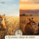 A linda reflexão de 'O Pequeno Príncipe' sobre o amor: "Se você vier às quatro da tarde, começarei a ser feliz a partir das três."