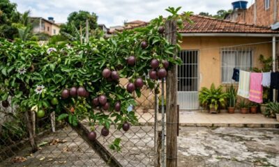 Fruta roxa-azulada com sabor de suco de uva concentrado, cresce fácil em trepadeiras rústicas, destaca-se pela casca grossa e surpreende pela acidez