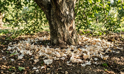 Espalhar cascas de alho ao redor do tronco: para que serve o composto aromático de enxofre que afasta besouros e brocas de árvores frutíferas