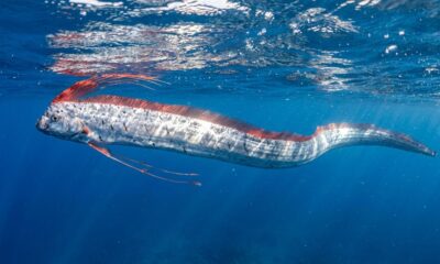 Guia turístico registra cena rara de “peixes do apocalipse” nadando na superfície e imagens impressionam