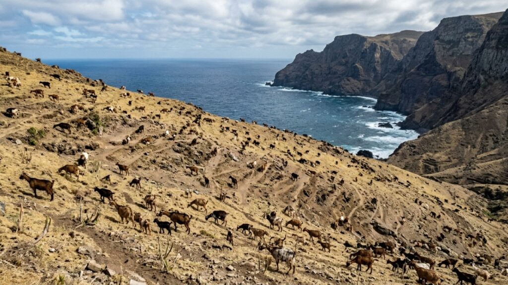 Em 1889, soltaram apenas 4 cabras em uma ilha perto da Nova Zelândia para servir de alimento em emergências, mas menos de 60 anos depois, centenas de animais precisaram ser retirados após grandes danos ambientais