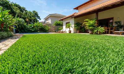A grama ideal para a área externa da sua casa não exige muita irrigação, mantém o verde no verão e suporta o sol intenso