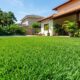 A grama ideal para a área externa da sua casa não exige muita irrigação, mantém o verde no verão e suporta o sol intenso