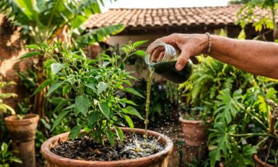 Nem café nem cascas de ovo: o fertilizante caseiro conhecido como "ouro verde" pode ajudar a revitalizar plantas e estimular o crescimento