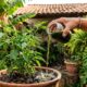 Nem café nem cascas de ovo: o fertilizante caseiro conhecido como "ouro verde" pode ajudar a revitalizar plantas e estimular o crescimento