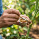Aplicar extrato de própolis diluído em água nas plantas: o truque com ação antibiótica natural que cicatriza cortes e combate infecções fúngicas