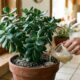Quanto mais cresce, mais dinheiro atrai: apenas dois ingredientes podem ajudar a planta-do-dinheiro a florescer e ficar cheia de vida no vaso
