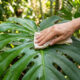 Misturar chá de camomila frio com gotas de vinagre branco: para que serve a solução suave para limpar folhas de plantas e devolver o brilho natural