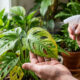 Borrifar sal amargo diluído em água nas folhas amareladas: o adubo caseiro com sulfato de magnésio que devolve o verde vivo à sua planta