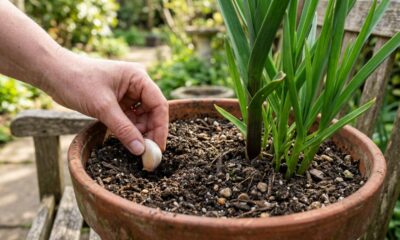 Plantar um dente de alho na terra das plantas: para que serve esse truque simples e por que muita gente recomenda no jardim