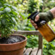 Borrifar água com bicarbonato de sódio na terra azeda ao redor da planta: a feitiçaria simples que mudou o pH do vaso em apenas uma tarde